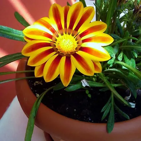 아파트호텔 Anneta 4*